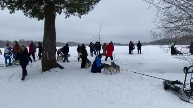Областные соревнования по ездовому спорту проходят в Приозерском районе