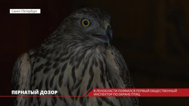В Ленобласти и Петербурге появились общественные инспекторы по охране птиц