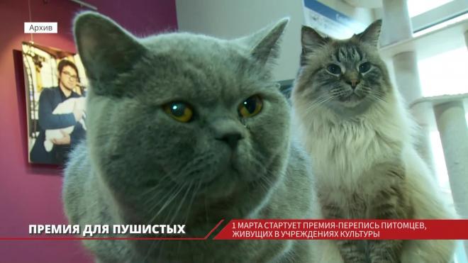 В России стартует перепись музейных котов