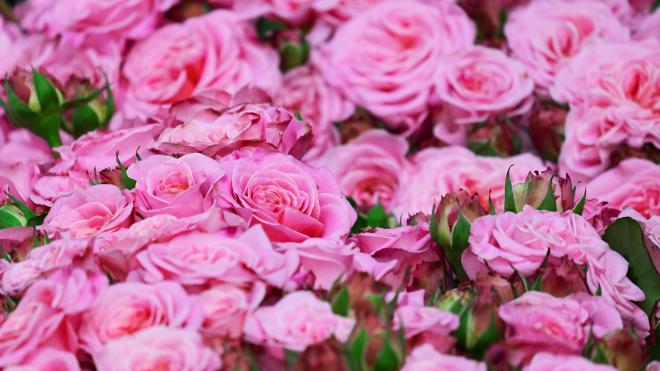 К 8 марта в Ленобласти вырастили 1,5 миллиона тюльпанов и почти 1 миллион роз