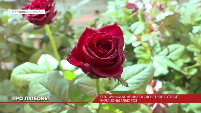 В преддверии 8 марта тепличный комбинат в Сясьстрое готовит миллионы алых роз