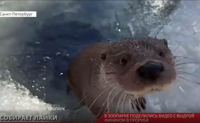 В Ленинградском зоопарке поделились видео с выдрой Фиником в проруби
