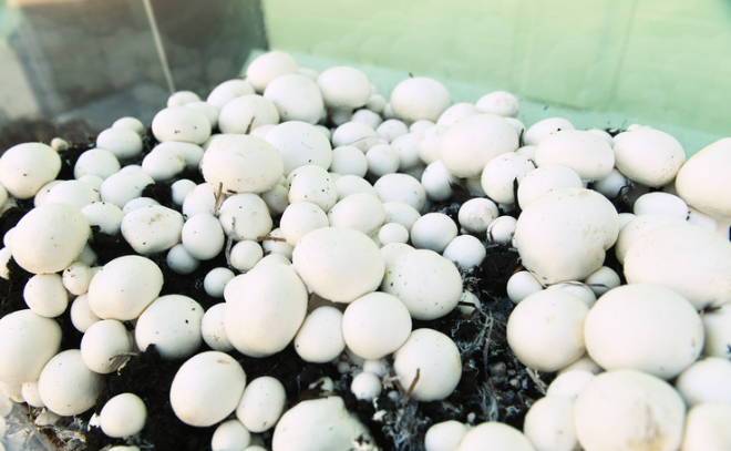 Ленобласть вошла в число лидеров по выращиванию грибов