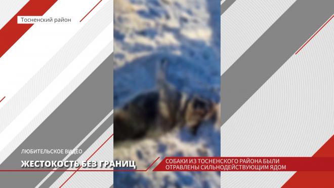 Массовой гибелью собак в Тосненском районе заинтересовалась полиция
