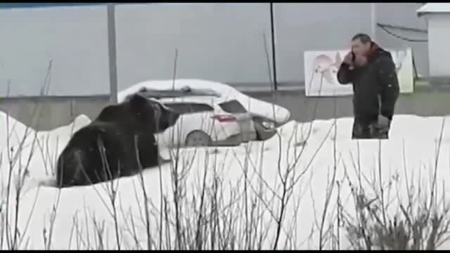 Медведь набросился на прохожего мужчину на улице в Нижневартовске