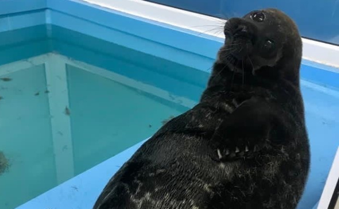 Похудеть к лету: тюлень Крошик превращается в жгучего ладожского брюнета