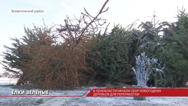 В Ленобласти начали сбор новогодних деревьев для переработки