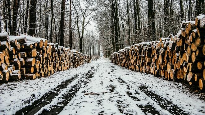 В Ленобласти за 2020 год понизился объем незаконной вырубки леса