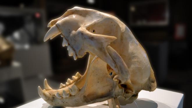 Из лаборатории научного института в Петербурге пропали черепа редких животных стоимостью 3,5 млн рублей
