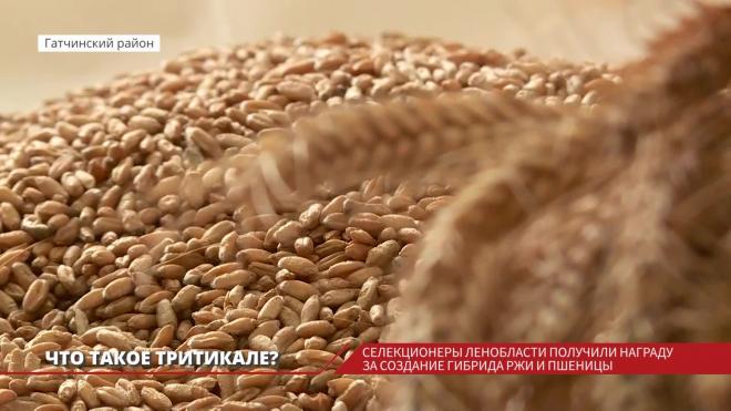 Ученые из опытного центра "Белогорка" Гатчинского района работают над новым сортом гибрида ржи и пшеницы - тритикале