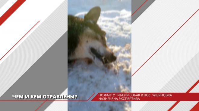 По факту гибели домашних собак в посёлке Ульяновка назначена экспертиза