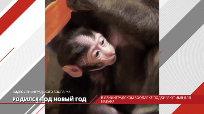 В ленинградском зоопарке подбирают имя для обезьянки