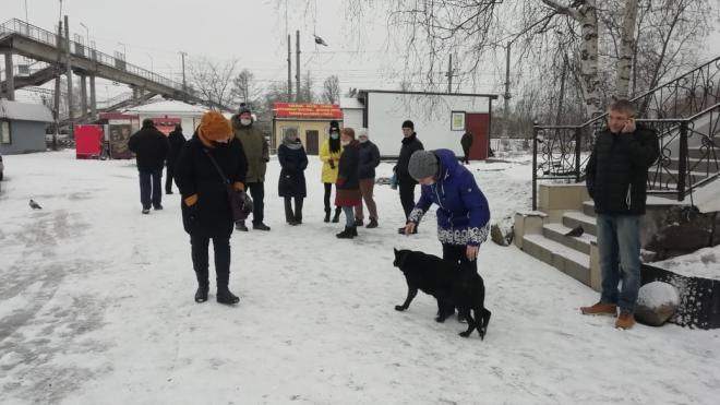 В Ульяновке за один день погибли 11 собак