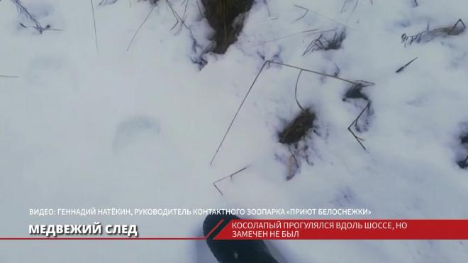 В Волосовском районе, несмотря на зиму, проснулся косолапый: зоозащитники наткнулись на следы медведя