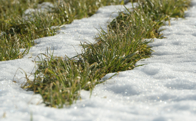 Более 90% озимых в Ленобласти хорошо перенесли зиму