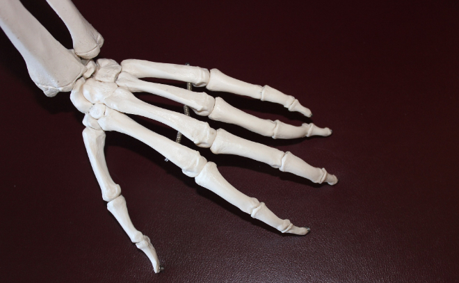 В Южно-Приморском парке обнаружили скелет человека