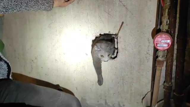 В деревне Шпаньково спасатели вызволили кота из бетонной ловушки