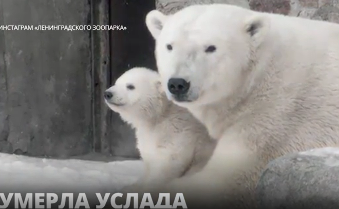 В Ленинградском зоопарке умерла белая
медведица Услада