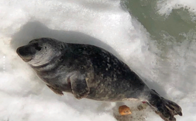 В Выборгском заливе спасли еще одного тюленя