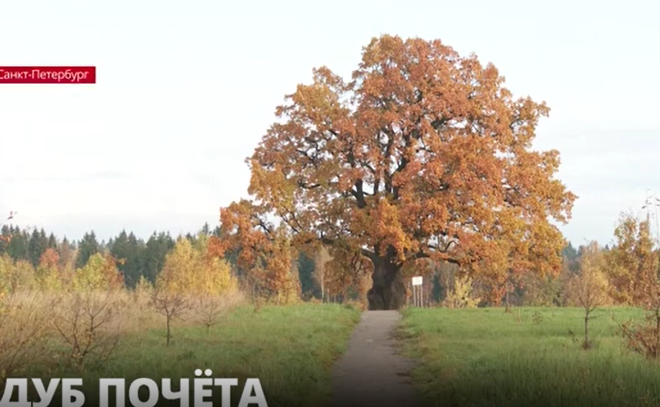 Дуб из Ириновки может стать главным деревом России
