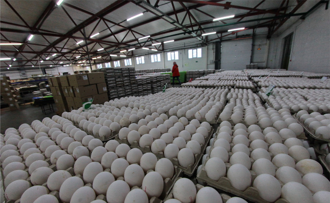 В Ленобласти на 9,3% выросло производство яиц