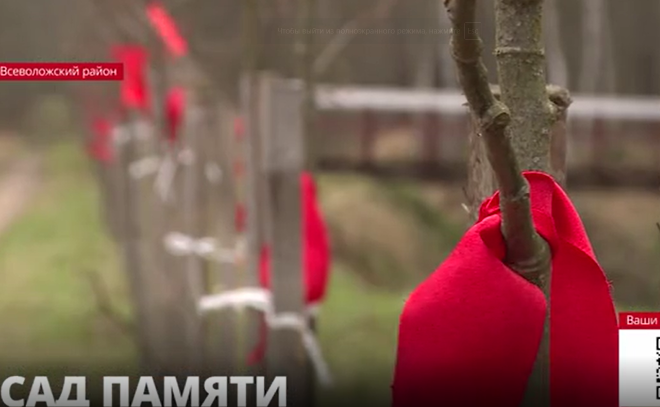 Во Всеволожском районе накануне Дня Победы появился фруктовый
сад в память о девушках-лесозаготовительницах