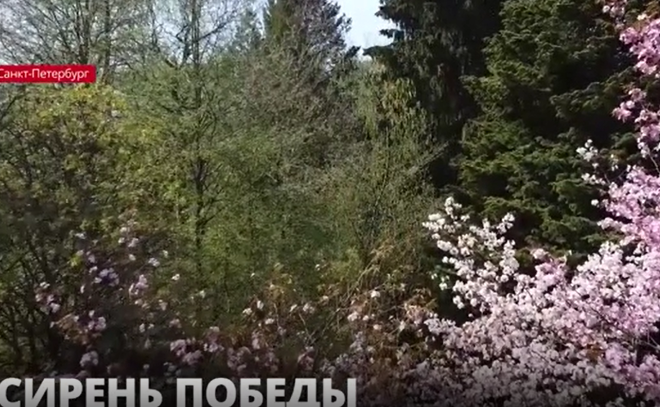 В Петербургском
лесотехническом университете провели традиционную акцию  "Сирень
Победы"