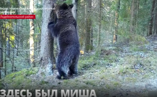 В Нижне-Свирском заповеднике на видео попал медведь, изучавший сообщения на
чесальном дереве