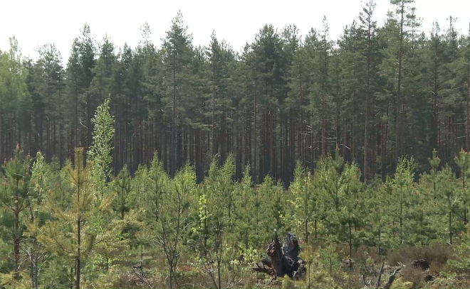Сотрудники управления лесами осмотрели деревья в Приозерском районе