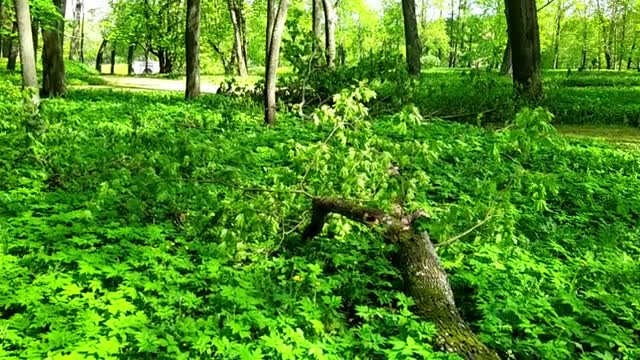 В Гатчинском парке устраняют последствия ураганного ветра