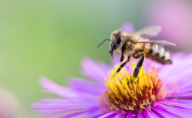 Всемирный день пчёл: в студии ЛенТВ24 биолог рассказал об опасности сокращения популяции насекомых-опылителей