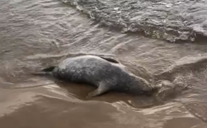 На побережье Финского залива в Сестрорецке вынесло мёртвого тюленя