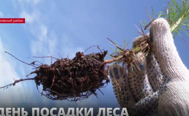 Ленобласть приняла участие во Всероссийском дне
посадки леса
