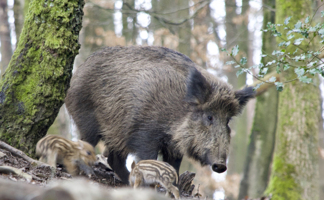 Биолог Павел Глазков рассказал об увеличении популяции диких животных в Ленинградской области