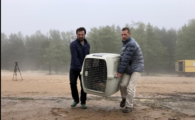 Сотрудники "Фонда друзей балтийской нерпы" выпустили двух тюленей в Финский залив
