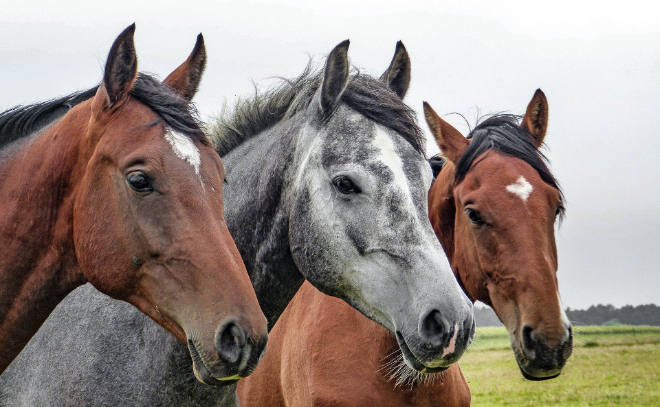 Неизвестные украли лошадей во Всеволожском районе