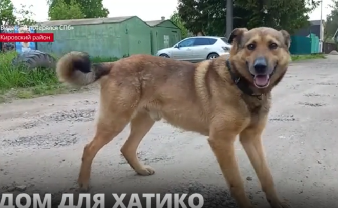 В Кировском районе ищут новый дом для преданного пса, который ждет своего хозяина
рядом с вокзалом