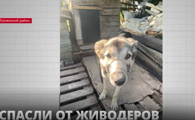 Под Тосно освободили пять собак, над которым издевались живодеры