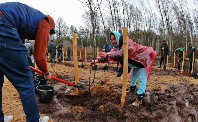 «Сад памяти» в Ленинградской области занял 86 гектаров