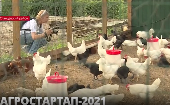 Агростартап-2021: репортаж о Макарьевском хозяйстве и поддержке фермерства в Ленобласти