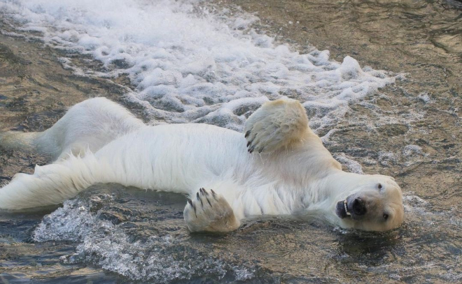 В Ленинградском зоопарке рассказали, как спасают северных животных от изнурительной жары