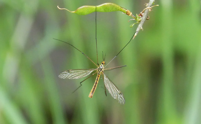 В Ленобласти обрабатывают водоемы для сокращения популяции комаров