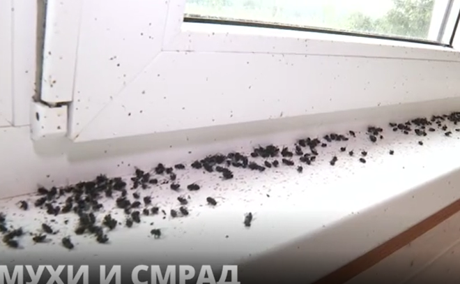 В Выборгском районе рядом с посёлком Поляны жители задыхаются от смрада и не могут
спастись от мух