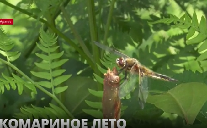 В Петербурге и
Ленобласти зафиксировано нашествие комаров и слепней