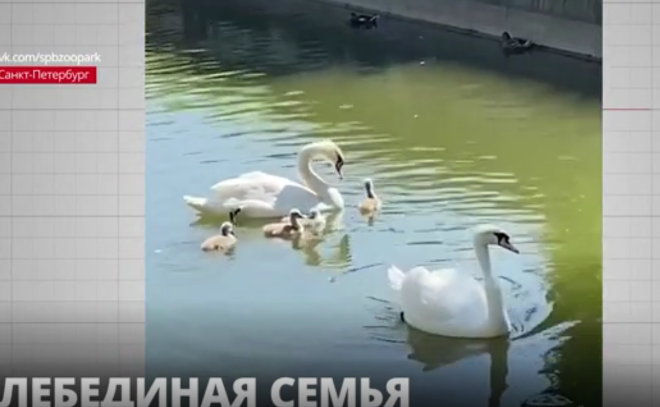 У пары лебедей в зоопарке Петербурга появилось потомство