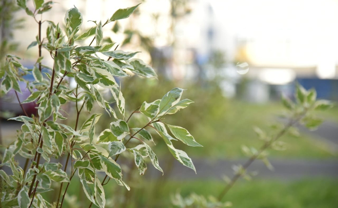 В Кудрово высадили 40 растений с необычными двухцветными листьями