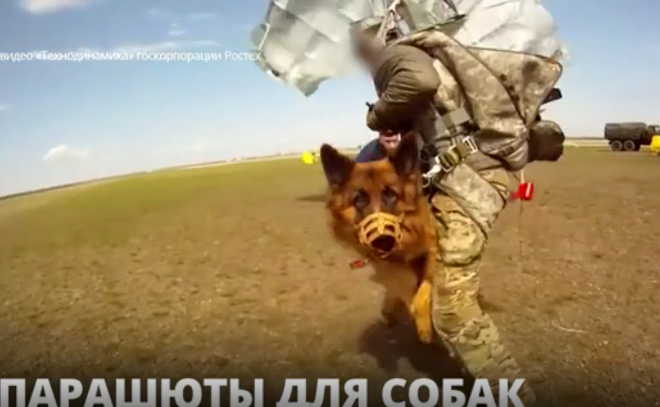 Парашюты для собак: специалисты Ростеха проводят испытания разработки,
аналогов которой в России нет