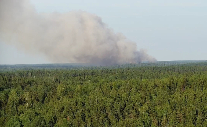 В Выборгском районе горит 9 тысяч квадратов леса