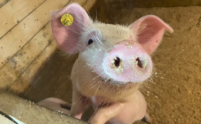 В Ленобласти ветеринары проводят профилактику африканской чумы свиней