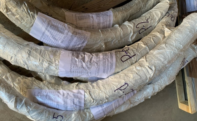 Из Пулково в Китай отправили 129 кг бивней мамонта